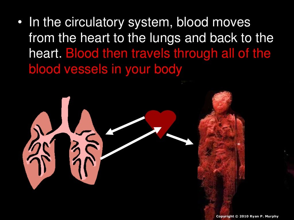The Circulatory System, Cardiovascular, Lesson PowerPoint, Heat, Bloo…