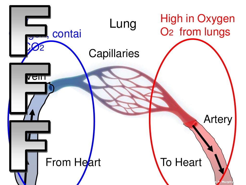 The Circulatory System, Cardiovascular, Lesson PowerPoint, Heat, Bloo…