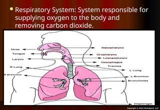 Introduction to the Respiratory System Lesson, Middle School ...