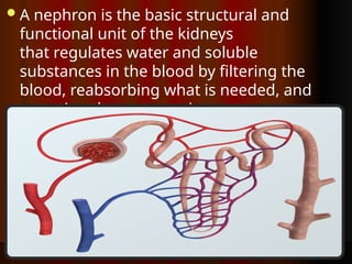 Excretory System Introduction Lesson, Excretory System Slideshow ...