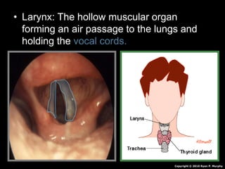 • Larynx: The hollow muscular organ
forming an air passage to the lungs and
holding the vocal cords.
Copyright © 2010 Ryan P. Murphy
 