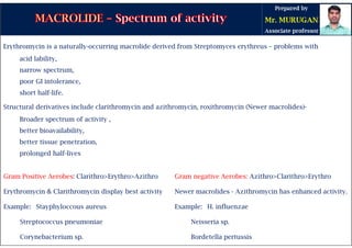 Erythromycin is a naturally-occurring macrolide derived from Streptomyces erythreus – problems with
acid lability,
narrow spectrum,
poor GI intolerance,
short half-life.
Structural derivatives include clarithromycin and azithromycin, roxithromycin (Newer macrolides)-
Broader spectrum of activity ,
better bioavailability,
better tissue penetration,
prolonged half-lives
Gram Positive Aerobes: Clarithro>Erythro>Azithro
Erythromycin & Clarithromycin display best activity
Example: Stayphyloccous aureus
Streptococcus pneumoniae
Corynebacterium sp.
Gram negative Aerobes: Azithro>Clarithro>Erythro
Newer macrolides - Azithromycin has enhanced activity.
Example: H. influenzae
Neisseria sp.
Bordetella pertussis
 