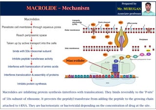 Macrolides are inhibiting protein synthesis (interferes with translocation). They binds reversibly to the ‘P-site’
of 50s subunit of ribosome. It prevents the peptidyl transferase from adding the peptide to the growing chain
attached to t-RNA. They are bacteriostatic or bactericidal depending on the concentration of drug at the site.
 
