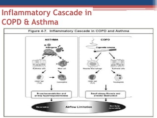 Inflammatory Cascade inCOPD & Asthma  