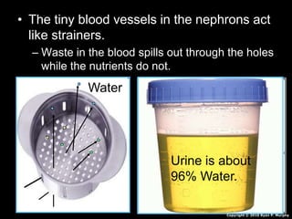 • The tiny blood vessels in the nephrons act
like strainers.
– Waste in the blood spills out through the holes
while the nutrients do not.
Water
Urine is about
96% Water.
Copyright © 2010 Ryan P. Murphy
 