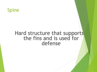 Spine
Hard structure that supports
the fins and is used for
defense
 