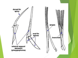 Part and functions of fish organs | PPT