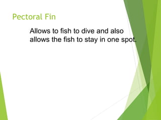 Pectoral Fin
Allows to fish to dive and also
allows the fish to stay in one spot.
 