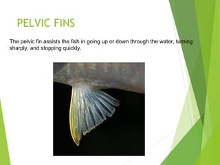 PELVIC FINS
The pelvic fin assists the fish in going up or down through the water, turning
sharply, and stopping quickly.
 