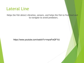 Lateral Line
Helps the fish detect vibration, sensors, and helps the fish to find food and
to navigate to avoid predators.
https://www.youtube.com/watch?v=mqraFwQF1iU
 