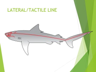 LATERAL/TACTILE LINE
 