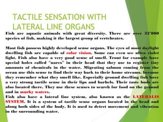 TACTILE SENSATION WITH
LATERAL LINE ORGANS
Fish are aquatic animals with great diversity. There are over 32’000
species of fish, making it the largest group of vertebrates.
Most fish possess highly developed sense organs. The eyes of most daylight
dwelling fish are capable of color vision. Some can even see ultra violet
light. Fish also have a very good sense of smell. Trout for example have
special holes called “nares” in their head that they use to register tiny
amounts of chemicals in the water. Migrating salmon coming from the
ocean use this sense to find their way back to their home streams, because
they remember what they smell like. Especially ground dwelling fish have
a very strong tactile sense in their lips and barbels. Their taste buds are
also located there. They use these senses to search for food on the ground
and in murky waters.
Fish also have a lateral line system, also known as the LATERALIS
SYSTEM. It is a system of tactile sense organs located in the head and
along both sides of the body. It is used to detect movement and vibration
in the surrounding water.
 