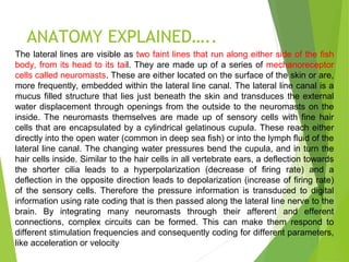ANATOMY EXPLAINED…..
The lateral lines are visible as two faint lines that run along either side of the fish
body, from its head to its tail. They are made up of a series of mechanoreceptor
cells called neuromasts. These are either located on the surface of the skin or are,
more frequently, embedded within the lateral line canal. The lateral line canal is a
mucus filled structure that lies just beneath the skin and transduces the external
water displacement through openings from the outside to the neuromasts on the
inside. The neuromasts themselves are made up of sensory cells with fine hair
cells that are encapsulated by a cylindrical gelatinous cupula. These reach either
directly into the open water (common in deep sea fish) or into the lymph fluid of the
lateral line canal. The changing water pressures bend the cupula, and in turn the
hair cells inside. Similar to the hair cells in all vertebrate ears, a deflection towards
the shorter cilia leads to a hyperpolarization (decrease of firing rate) and a
deflection in the opposite direction leads to depolarization (increase of firing rate)
of the sensory cells. Therefore the pressure information is transduced to digital
information using rate coding that is then passed along the lateral line nerve to the
brain. By integrating many neuromasts through their afferent and efferent
connections, complex circuits can be formed. This can make them respond to
different stimulation frequencies and consequently coding for different parameters,
like acceleration or velocity
 