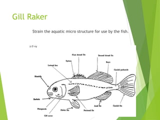 Gill Raker
Strain the aquatic micro structure for use by the fish.
 