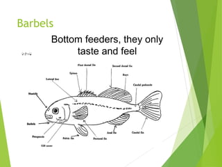 Barbels
Bottom feeders, they only
taste and feel
 