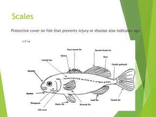 Scales
Protective cover on fish that prevents injury or disease also indicates age.
 