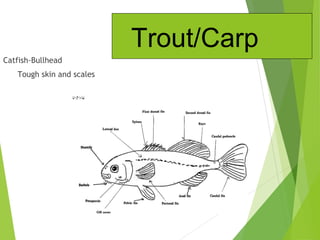 Catfish-Bullhead
Tough skin and scales
Trout/Carp
 