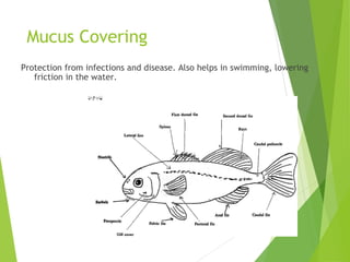 Mucus Covering
Protection from infections and disease. Also helps in swimming, lowering
friction in the water.
 