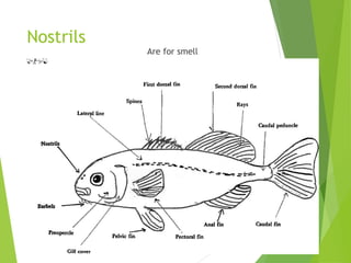 Part and functions of fish organs