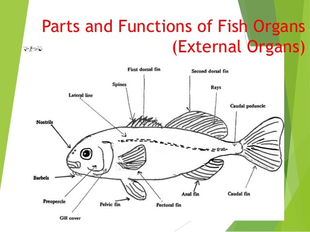 Part and functions of fish organs