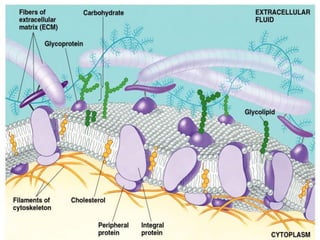 Part cell&homeo acr_2