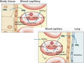 Part cell&homeo acr_2