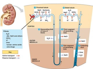 Part cell&homeo acr_2