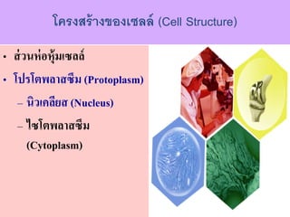 ????????????????? (Cell Structure)
? ????????????????
? ???????????? (Protoplasm)
C ????????? (Nucleus)
C ???????????
(Cytoplasm)
 
