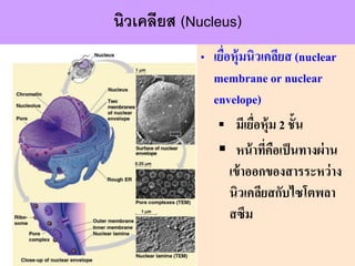 ? ?????????????????? (nuclear
membrane or nuclear
envelope)
? ??????????? 2 ????
? ?????????????????????
????????????????????
???????????????????
????
????????? (Nucleus)
 