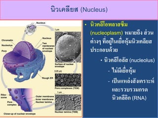 ? ???????????????
(nucleoplasm) ??????? ????
????? ???????????????????????????
??????????
? ??????????? (nucleolus)
- ??????????????
- ???????????????????
????????????
????????? (RNA)
????????? (Nucleus)
 