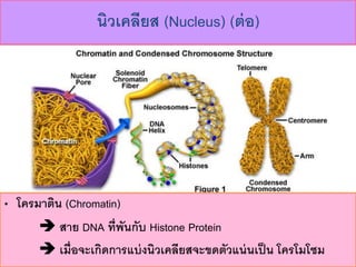 ? ???????? (Chromatin)
? ??? DNA ????????? Histone Protein
? ?????????????????????????????????????????? ????????
????????? (Nucleus) (???)
 