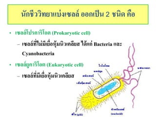 ???????????????????? ??????? 2 ???? ???
? ??????????????? (Prokaryotic cell)
C ??????????????????????????????? ?????? Bacteria ???
Cyanobacteria
? ?????????????? (Eukaryotic cell)
C ????????????????????????????
 