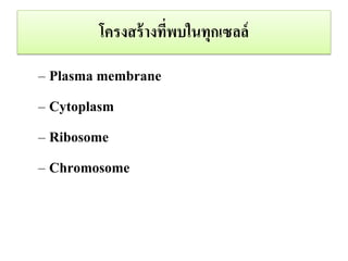 ????????????????????????
C Plasma membrane
C Cytoplasm
C Ribosome
C Chromosome
 