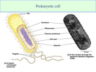 Prokaryotic cell
 