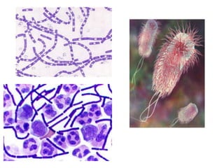 Part cell&homeo acr_2