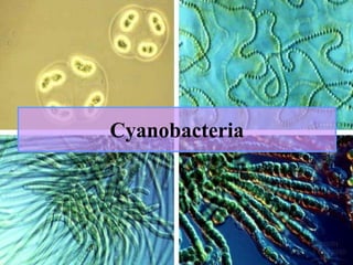 Cyanobacteria
 