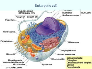 Eukaryotic cell
 