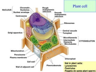 Plant cell
 