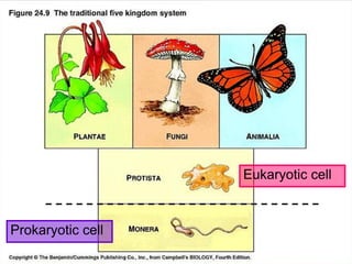 Prokaryotic cell
Eukaryotic cell
 