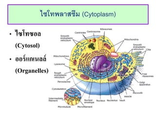 ??????????? (Cytoplasm)
? ???????
(Cytosol)
? ???????????
(Organelles)
 