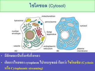 ??????? (Cytosol)
? ????????????????????????????
? ????????????? cytoplasm ??????????? ???????? ???????? (Cyclosis
???? Cytoplasmic streaming)
 