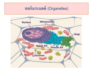 ??????????? (Organelles)
 