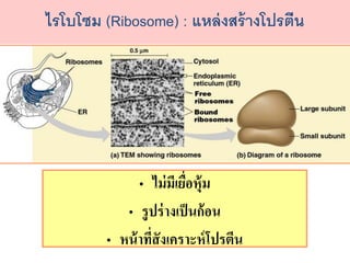 ??????? (Ribosome) : ????????????????
? ??????????????
? ???????????????
? ???????????????????????
 