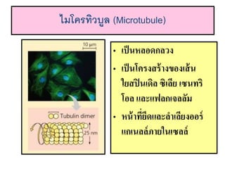 ??????????? (Microtubule)
? ????????????
? ????????????????????
?????????? ?????? ??????
??? ?????????????
? ????????????????????????
?????????????????
 
