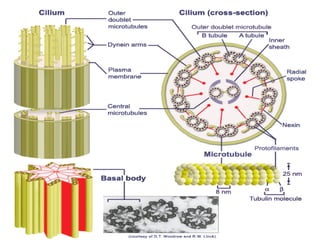 Part cell&homeo acr_2