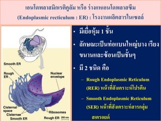 ????????????????????? ???? ??????????????????
(Endoplasmic recticulum : ER) : ????????????????????
? ??????????? 1 ????
? ??????????????????????? ?????
????????????????????
? ?? 2 ???? ???
C Rough Endoplasmic Reticulum
(RER) ???????????????????????
C Smooth Endoplasmic Reticulum
(SER) ?????????????????????????
????????
 