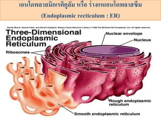 ????????????????????? ???? ??????????????????
(Endoplasmic recticulum : ER)
 