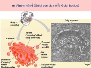 ??????????????? (Golgi complex ???? Golgi bodies)
 