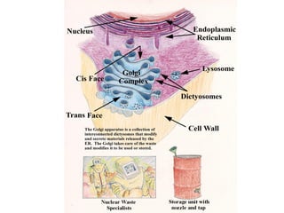 Part cell&homeo acr_2
