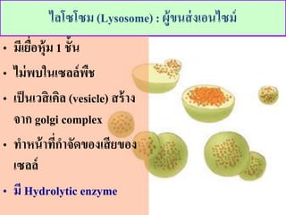 ??????? (Lysosome) : ???????????????
? ??????????? 1 ????
? ???????????????
? ???????????? (vesicle) ?????
??? golgi complex
? ????????????????????????
?????
? ?? Hydrolytic enzyme
 